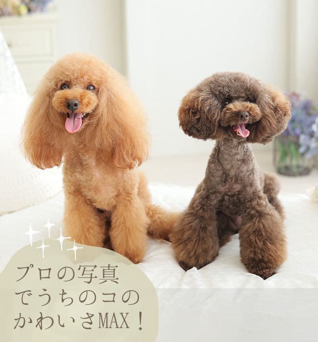 ペットフォト撮影詳細ページへ